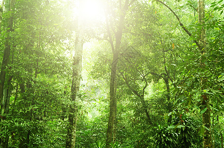 马来西亚森林热带热带雨林叶子地球木头环境丛林树木季节荒野植物群射线背景
