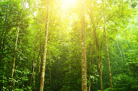 马来西亚热带雨林热带热带雨林景观植物群森林地球公园环境荒野树干植物木头射线背景