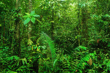 奇妙热带雨林蕨类森林植物美丽植被荒野生长雨林树干木头图片