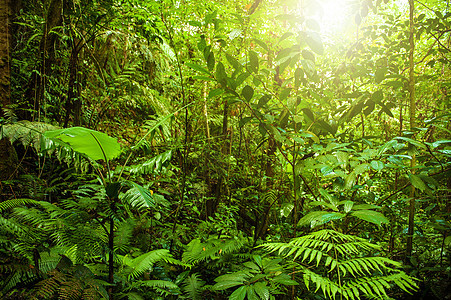 热带雨林景观热带雨林树木射线叶子生态公园生长森林农村图片