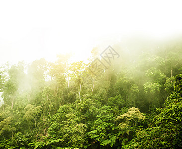 雾中的绿林木头荒野顶峰爬坡树木丛林植物薄雾场景公园图片