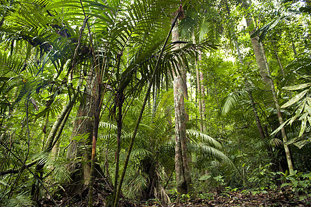 热带热带绿色森林景观图片