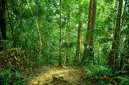热带热带雨林景观和道路图片