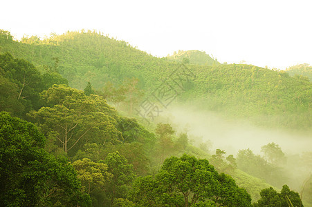 雾中的绿林山图片