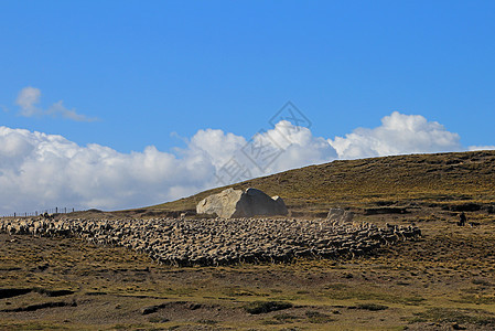 智利帕塔哥尼亚Porvenir附近牧羊群动物男人乡村国家羊肉羊毛文化守门员农村牧羊人图片