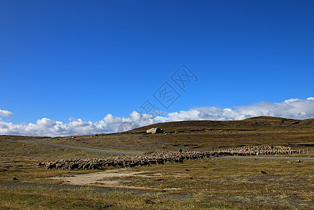 智利帕塔哥尼亚Porvenir附近牧羊群动物男人场地哺乳动物牧羊人家畜农场村庄农业团体图片