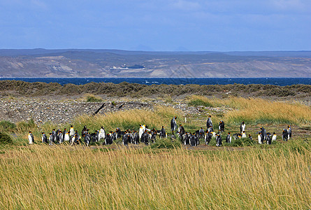 在智利巴塔哥尼亚野外生活的金企鹅荒野岛屿科学旅行天空家庭团体企鹅蓝色公园图片