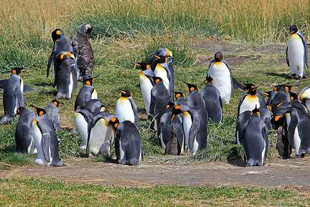 在智利巴塔哥尼亚野外生活的金企鹅野生动物蓝色公园车站企鹅科学旅行岛屿天空家庭图片
