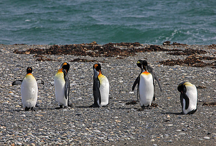在智利巴塔哥尼亚野外生活的金企鹅天空家庭公园团体殖民地野生动物荒野科学企鹅岛屿图片
