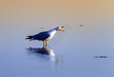 法国卡马格(Camargue)图片