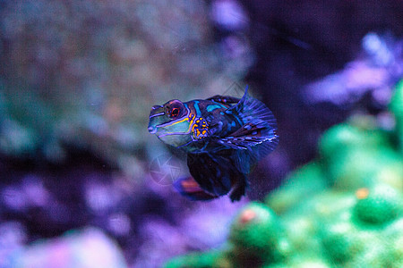 普通话歌比也被称为普通话拖网海鱼彩虹天罗地泡泡热带鱼盐水珊瑚礁珊瑚图片