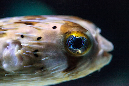 鱼有双闪亮的眼神 它们的眼睛会闪闪发光豪猪雀斑热带河豚图片