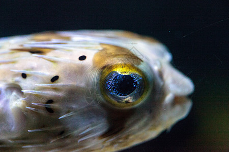 鱼有双闪亮的眼神 它们的眼睛会闪闪发光河豚热带豪猪雀斑图片