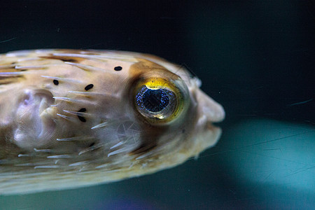 鱼有双闪亮的眼神 它们的眼睛会闪闪发光雀斑河豚热带豪猪图片