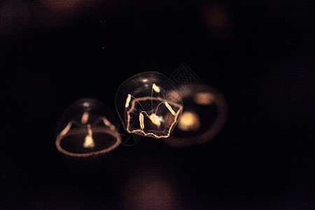 小型雨伞水母 叫做触手盐水水族馆海洋芡实海蜇背景图片