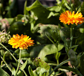 两朵黄色的花 在花园中的绿色背景上图片