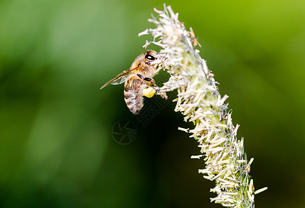 飞蜂从开阔的草地上采集花蜜太阳天气动植物飞行生产率食物预报运动农场荒野图片