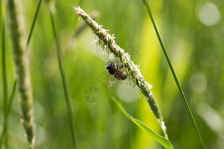 飞蜂从开阔的草地上采集花蜜养蜂人农业生产率动植物荒野蜂巢回忆漏洞翅膀植物图片