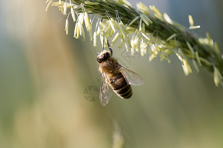 飞蜂从开阔的草地上采集花蜜蜂蜜天气预报翅膀蜂巢花园宏观生产率荒野花粉图片