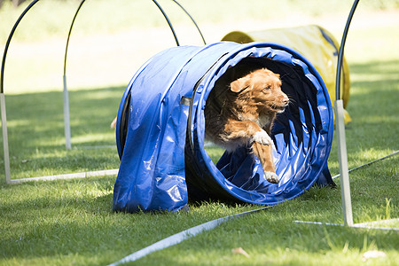 狗 新斯科舍的鸭子回收器 跑过敏捷训练课程篮筐乐趣宠物障碍公司动物镇流器跑步图片