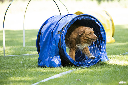 狗 新斯科舍的鸭子回收器 跑过敏捷场地框架桶匠犬类乐趣隧道宠物平衡动物课程图片