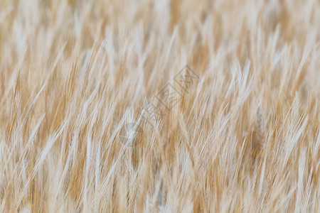 barley 纹理图片