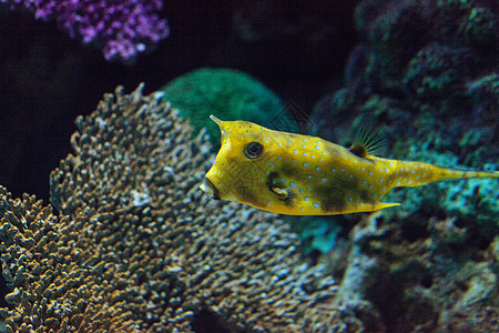 长角牛鱼 玉米油道蓝色热带牛角海洋生物盐水冠冕野生动物海洋斑点珊瑚图片