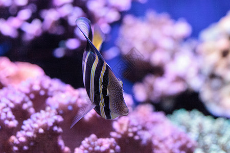 泽布拉索马色素游泳海鱼斑马线珊瑚礁热带鱼海洋背景图片