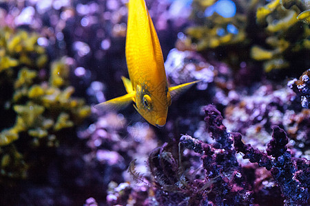 黄色三点天使鱼三角体珊瑚礁海鱼紫色嘴唇游泳热带鱼神仙鱼旗鳍黄鱼背景图片