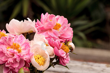 白花和粉红小马花粉色花园白牡丹牡丹花浪漫牡丹粉红色花束图片