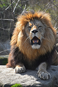贴近狮子在镜头前咆哮的肖像图片