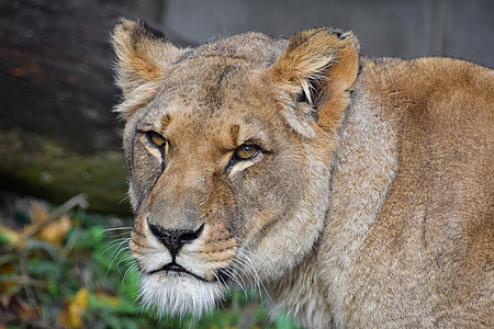 近距离拍摄非洲女性狮子的肖像豹属眼睛晶须荒野食肉哺乳动物相机动物捕食者野生动物图片