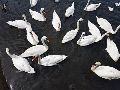 A组天鹅野生动物团体脖子荒野羽毛白色翅膀池塘风景游泳图片