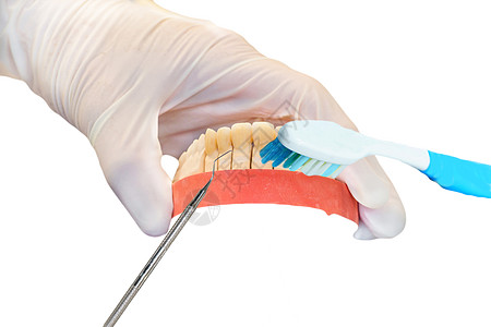 在清洗假牙的同时戴手套松树保健卫生铸件实验室工具牙医科学人手牙科图片