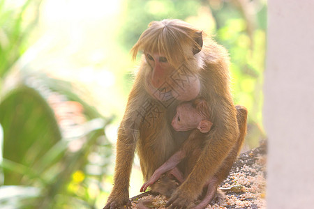 和母亲一起可爱的小猴子丛林父母婴儿引擎盖猕猴灵长类哺乳动物拥抱胸部家庭图片
