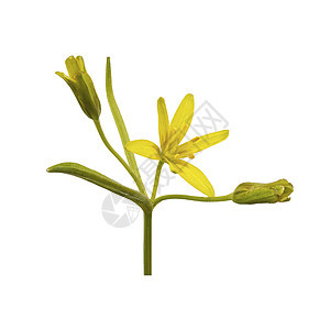 白色背景的黄色花朵宏观植物群花园毛茛植物花瓣荒野绿色图片