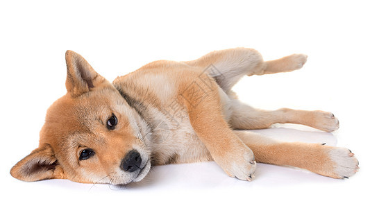 年青的伊努柴犬睡眠棕色工作室宠物动物图片