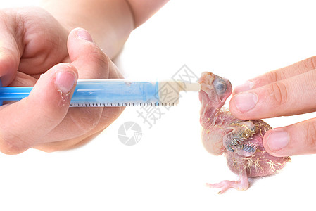 喂养一只小鹦鹉动物工作室配种新生注射器奶瓶兽医婴儿图片