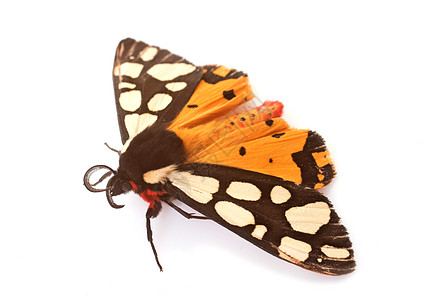 碧翠花蝴蝶橙子动物工作室白色野生动物黑色昆虫图片