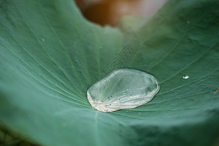 莲花叶上的水滴树叶雨滴植物群植物环境农村百合阳光珍珠水池图片