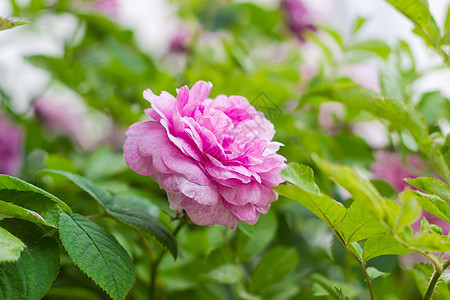 玫瑰树背景的粉红玫瑰花朵园艺衬套木本观赏花瓣植物学树叶灌木植物植物群图片