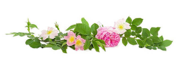 狗玫瑰的树枝和不同的花朵紧紧贴上灌木蔷薇植物学花瓣树叶植物植被衬套植物群落叶图片