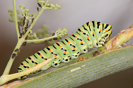 Machaon 毛毛虫脆弱性细节宏观昆虫学鳞翅目野生动物动物科学显微镜蝴蝶图片