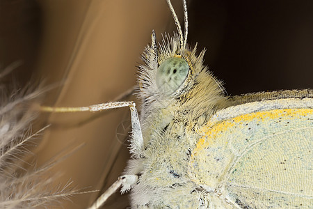 蝴蝶昆虫脆弱性科学显微镜昆虫学宏观细节动物野生动物图片
