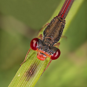 自 己昆虫野生动物显微镜昆虫学脆弱性科学动物宏观细节图片