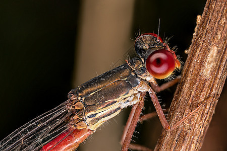 自 己昆虫科学细节显微镜野生动物昆虫学脆弱性动物宏观背景图片
