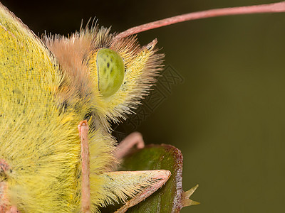 蝴蝶科学昆虫学昆虫细节显微镜宏观野生动物动物脆弱性图片