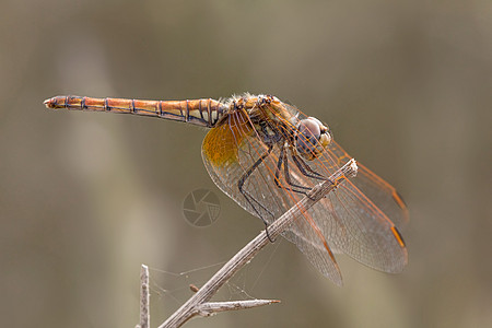龙细节昆虫学三叶草蜻蜓显微镜脆弱性昆虫野生动物科学动物图片