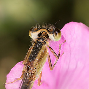 丹利野生动物显微镜动物昆虫学昆虫脆弱性细节宏观科学图片