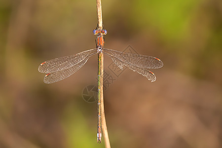妲己toxic图片_妲己toxic素材_妲己toxic高清图片_摄图网图片下载